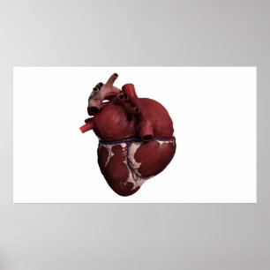 Tredimensionellt beskåda av människahjärta, poster