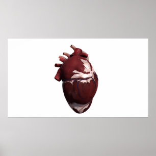 Tredimensionellt beskåda av människahjärta, poster