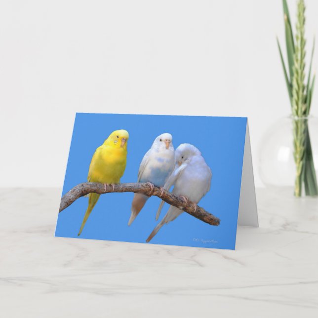 Tredje hjulet kort (Framsida)