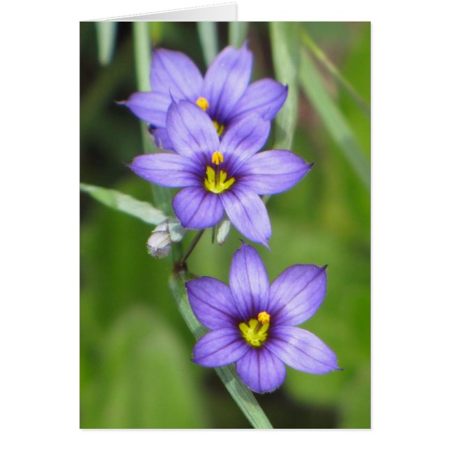 Tredubbel Lila Hälsningskort (Framsidan)