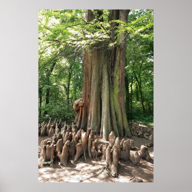 Tree and roots poster (Framsidan)