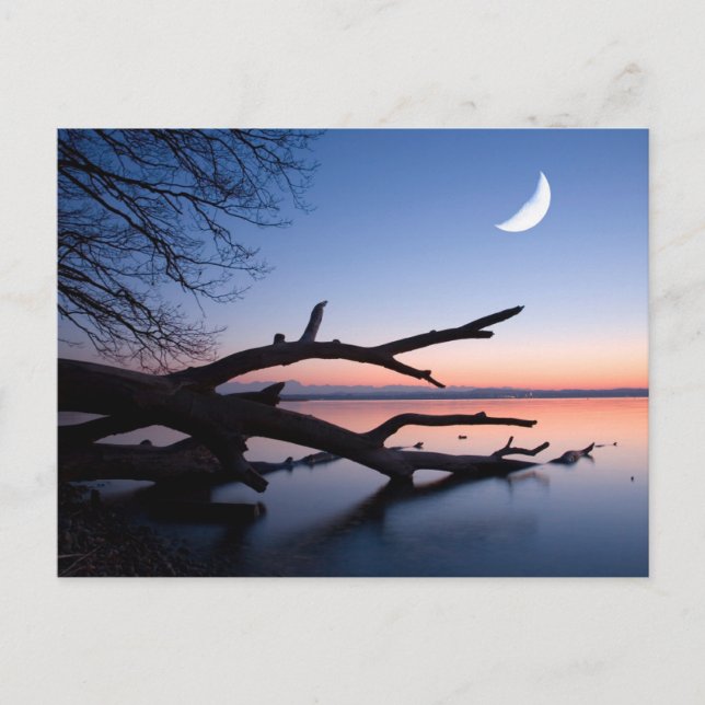 Tree at Starnberg Lake | Muensing Bavaria Germany Vykort (Framsida)