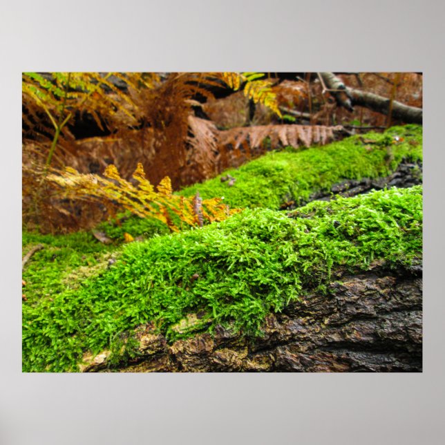 Tree Bark in Autumn Moss - Personalised Poster (Framsidan)
