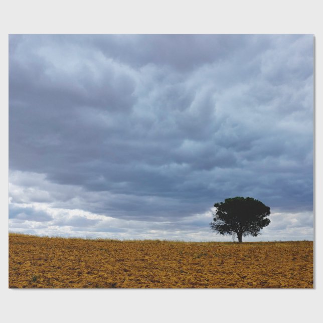 Tree in an empty field presentpapper (Platt)
