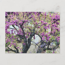 Tree in bloom in Provence Helg Vykort