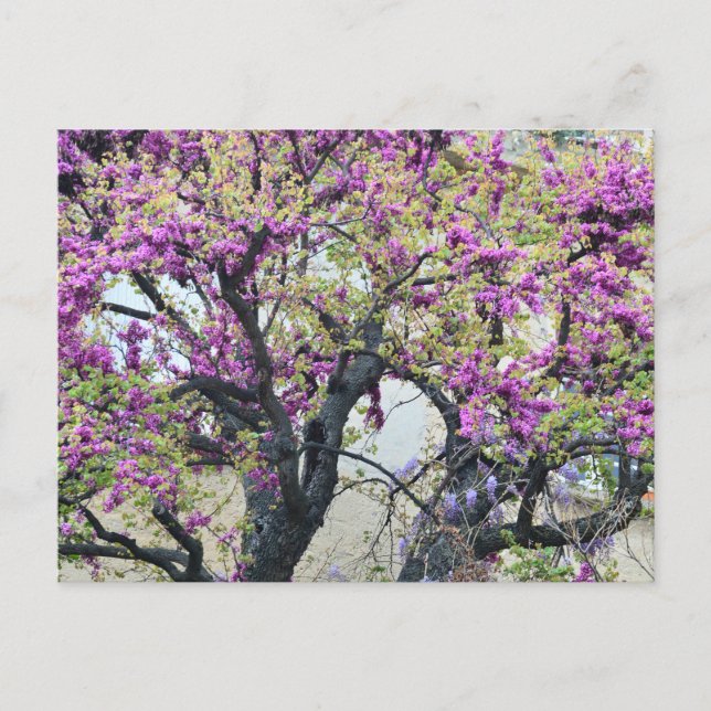 Tree in bloom in Provence Helg Vykort (Framsida)