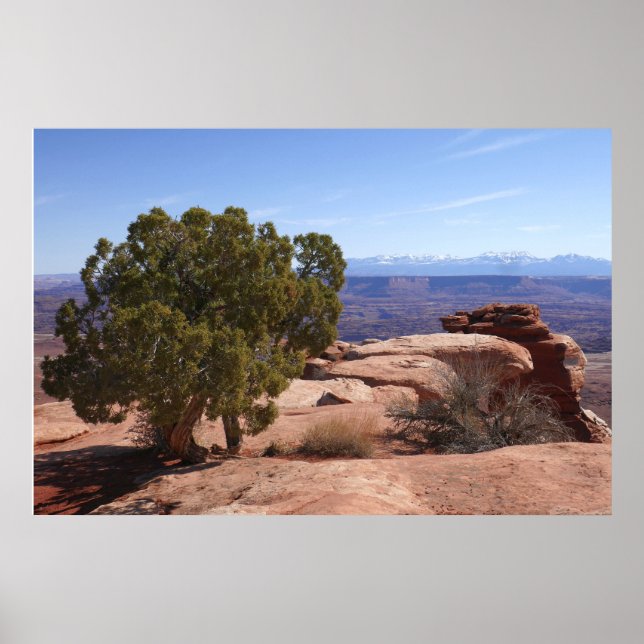 Tree Out of Red Rocks II at Canyonlands Poster (Framsidan)