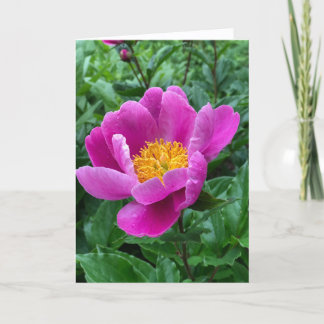 Tree Peony Blank Note Card Helgkort