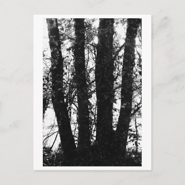 Tree Photography - Arden Vykort (Framsida)