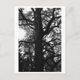 Tree Photography - Feronia Postcard Vykort