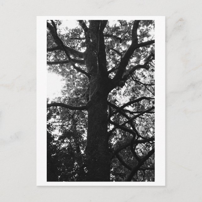 Tree Photography - Feronia Postcard Vykort (Framsida)