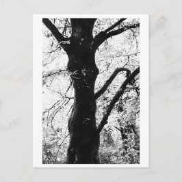 Tree Photography - Ilana Vykort