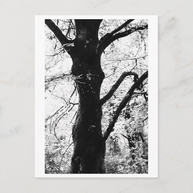 Tree Photography - Ilana Vykort (Framsida)