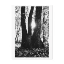 Tree photography - Oriana