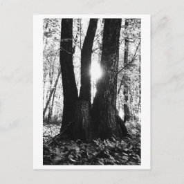 Tree photography - Oriana Vykort