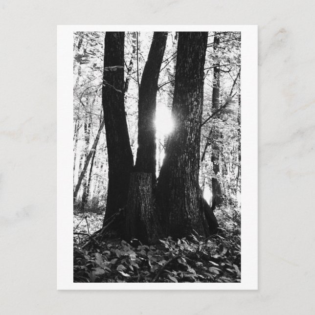 Tree photography - Oriana Vykort (Framsida)