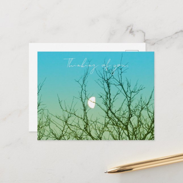 Tree Photography Vykort (Fram/Back In Situ)