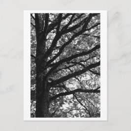 Tree Photography -Xylia Vykort
