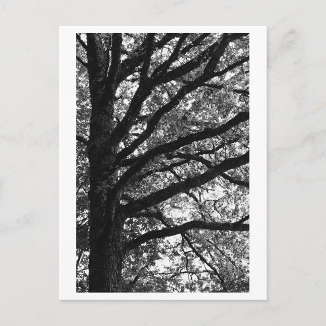 Tree Photography -Xylia Vykort (Framsida)