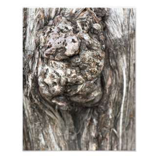 Tree trunk’s knot fototryck