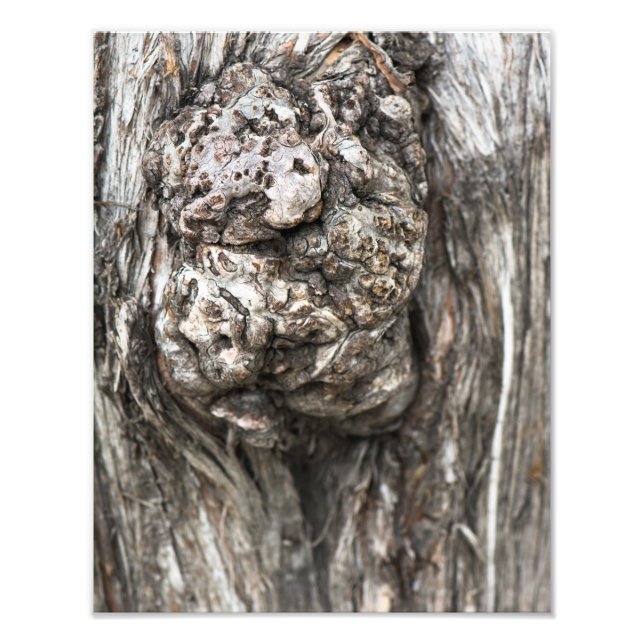 Tree trunk’s knot fototryck (Framsidan)