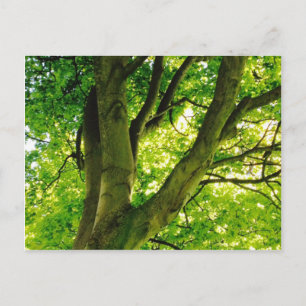 Treee Vykort