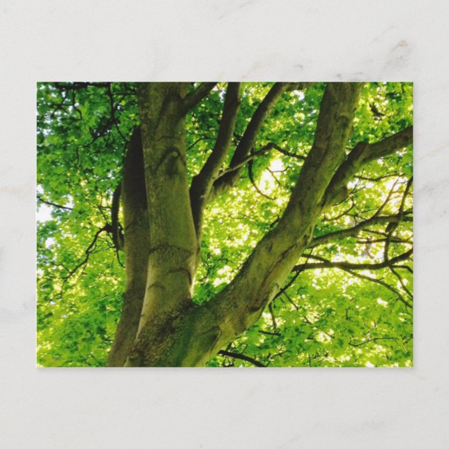 Treee Vykort (Framsida)