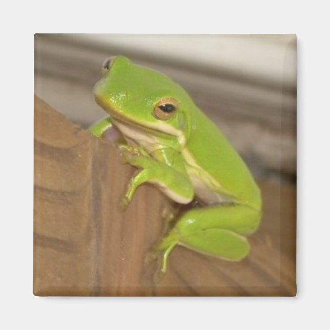 TreeFrog1 Magnet (Framsidan)