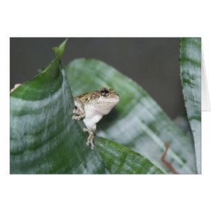 Treefrog Hälsningskort