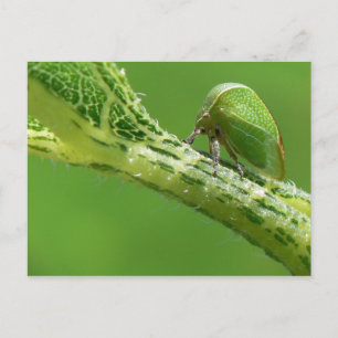 Treehopper-vykort. Vykort