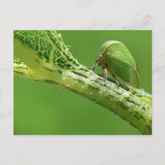 Treehopper-vykort. Vykort (Framsida)