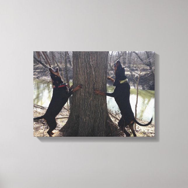 Treeing Coon Hounds Canvas (Framsida)