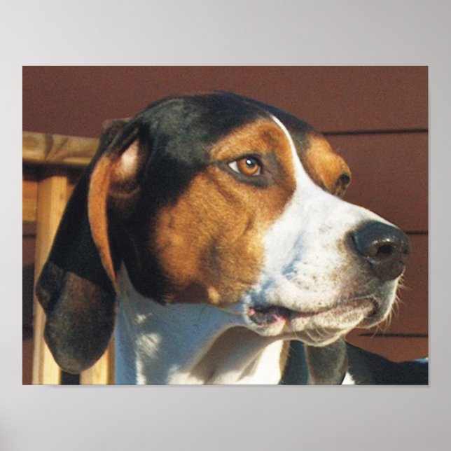 Treeing Walker Coonhound Poster (Framsidan)