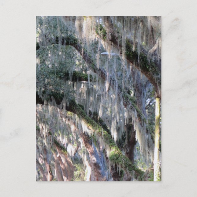 TreeLed Vykort (Framsida)