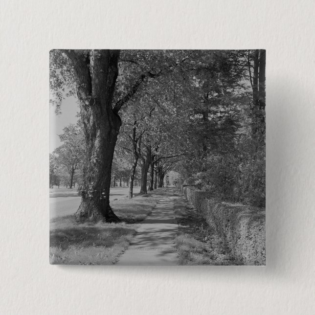 Treelined gata med trottoaren knapp (Framsida)