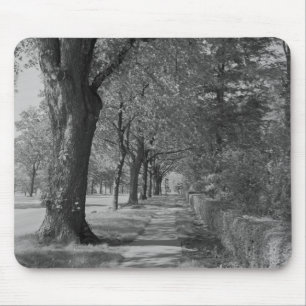 Treelined gata med trottoaren musmatta