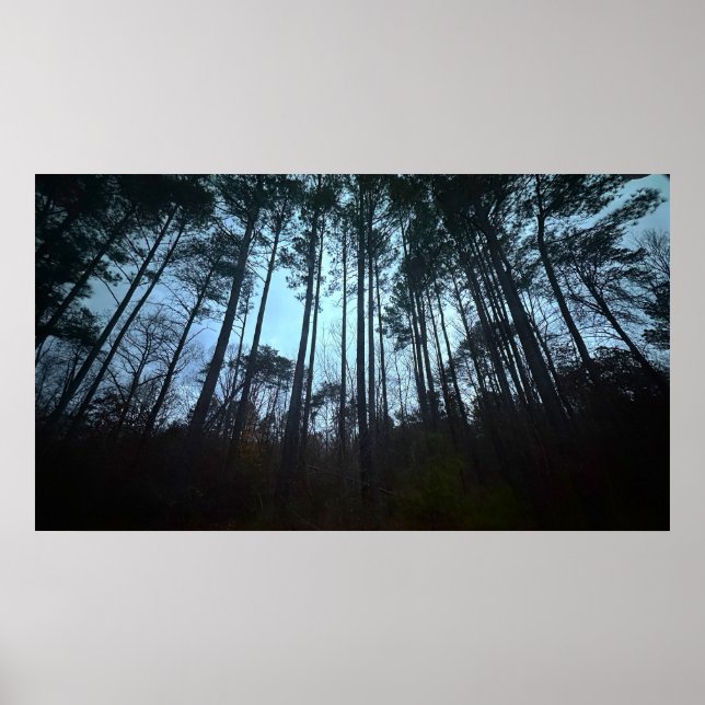 Trees & Fog,  Poster (Framsidan)