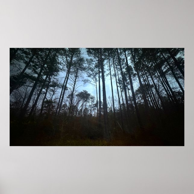 Trees & Fog,  Poster (Framsidan)