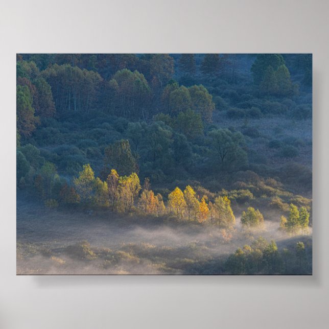 Trees in the morning mist poster (Framsidan)