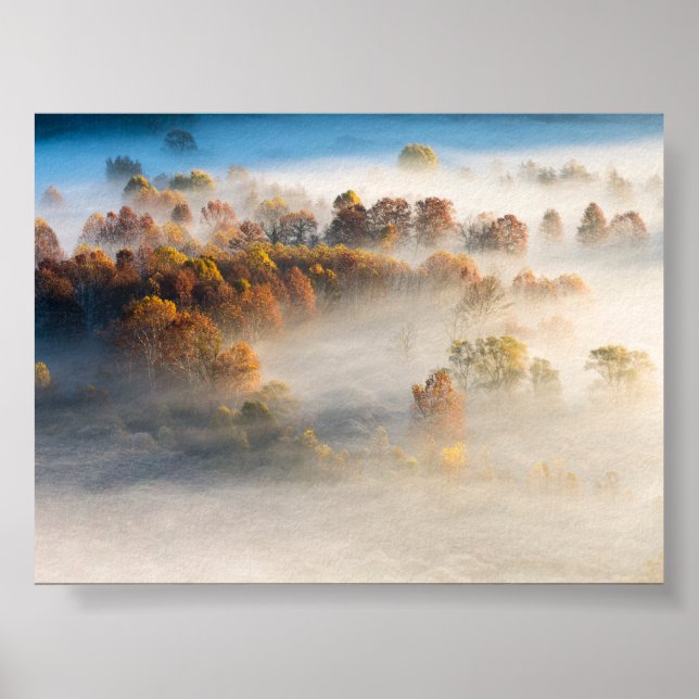 Trees in the morning mist poster (Framsidan)