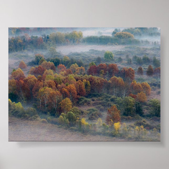Trees in the morning mist poster (Framsidan)