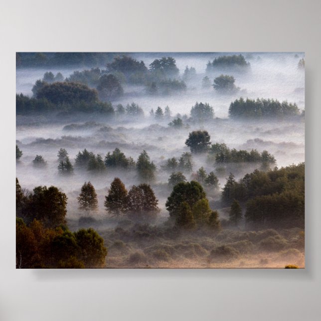 Trees in the morning mist poster (Framsidan)