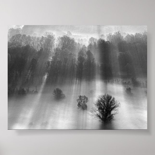 Trees in the morning mist poster (Framsidan)