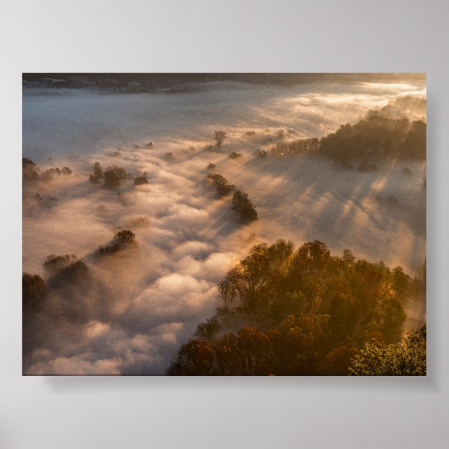 Trees in the morning mist poster (Framsidan)