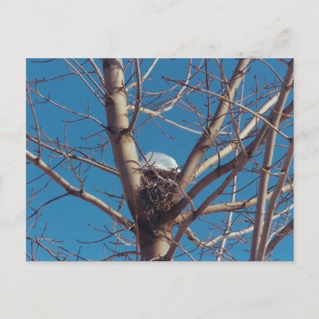 Treetop Chalet - vykort (Framsida)