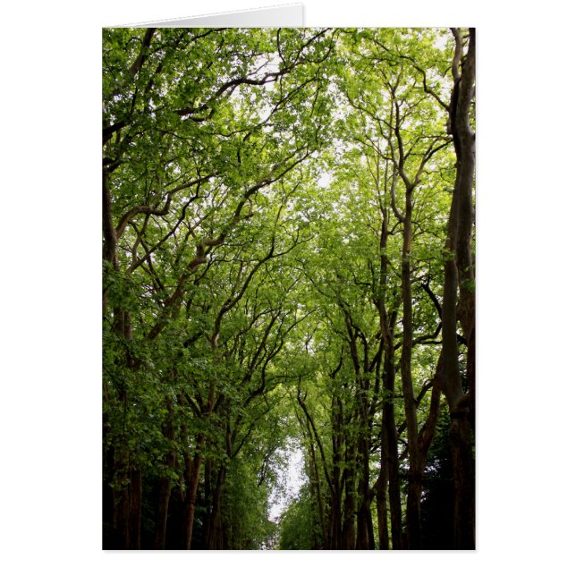 Treetops Hälsningskort (Framsidan)