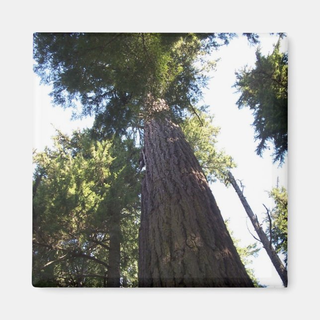 Treetops. Magnet (Framsidan)