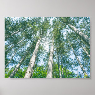 Treetops Nature Grönt Träd Canopy Poster