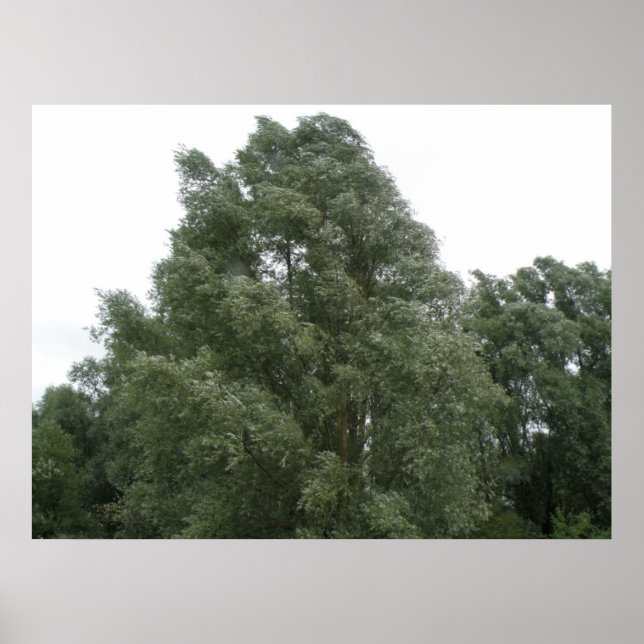 Treetops Skriv ut Poster (Framsidan)