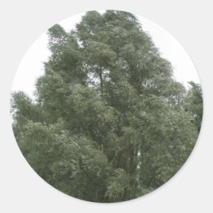 Treetops Stickers Runt Klistermärke
